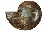 Cut & Polished Ammonite Fossil (Half) - Madagascar #292812-1